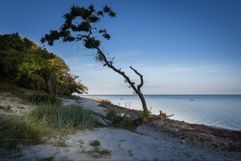 Et skævt træ i Strandskoven ved Fakse Ladeplads