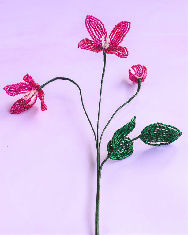 Pink klematis