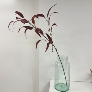 Rød eucalyptus  – produktbillede