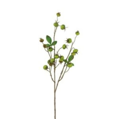 Gren med små grønne frugter og enkelte grønne blade på hvid baggrund. (1)