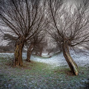 Stynede træer på Roneklint i Præstø en kold smuk vinterdag  – produktbillede