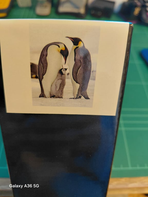 Her er der nogen pingviner 30×40