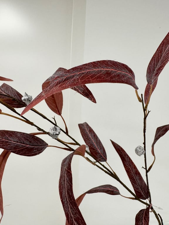 Rød eucalyptus  billede 2