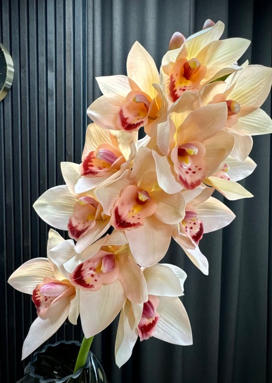 Cymbidium  billede 2