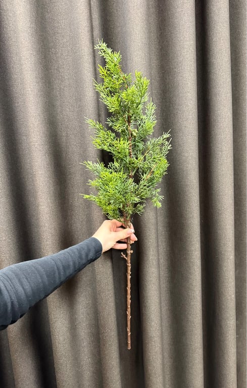Thuja med kogler 