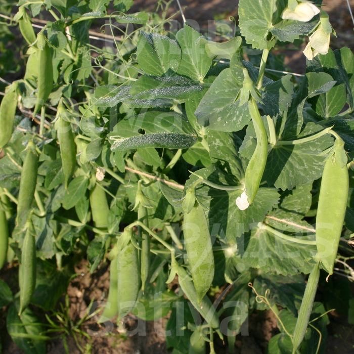 Grønne ærteplanter med modne ærtebælge og dugdråber på bladene i en have.