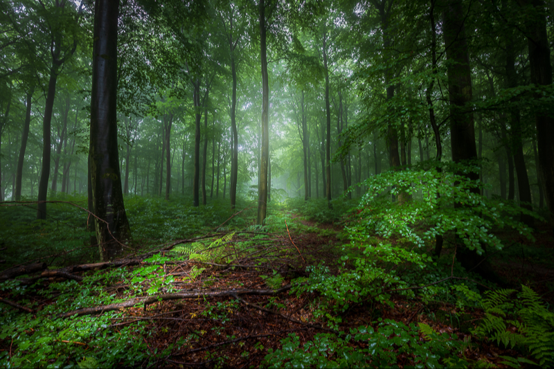 En tåget sommermorgen i Klinteskoven på Møn