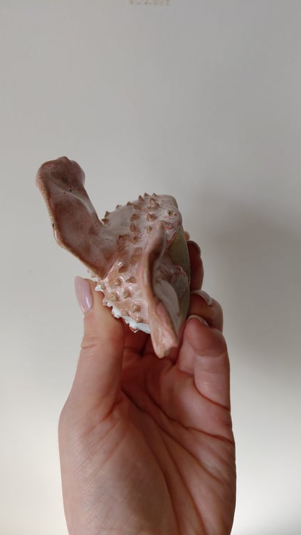 kuglefisk/Pufferfish stor billede 6