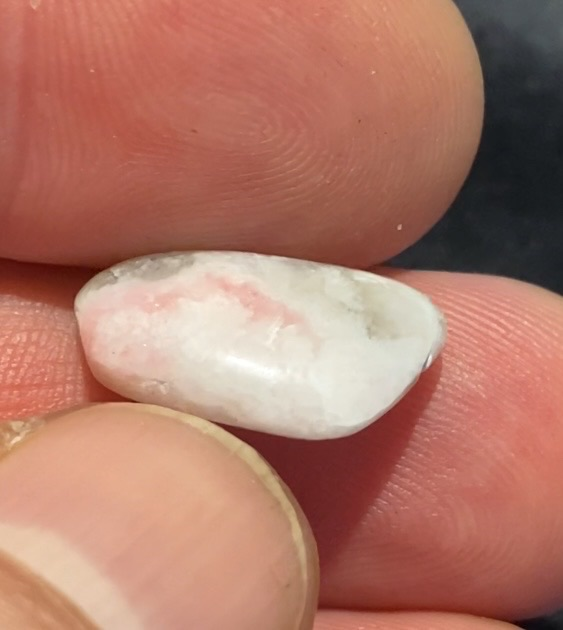 Albino billede 4