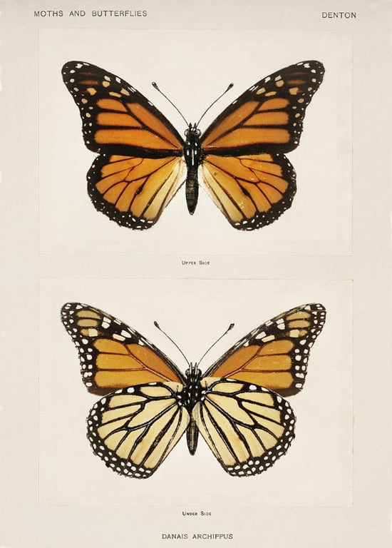 Plakat - Monark billede 3