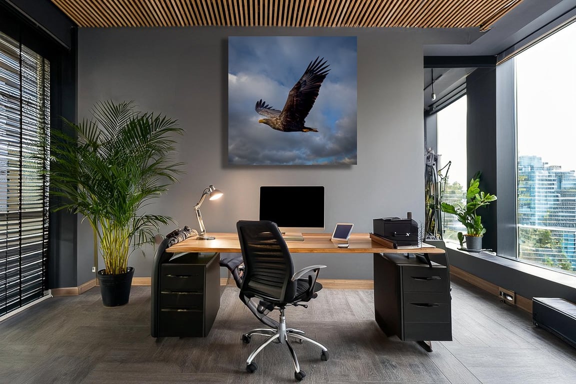 Mellem Himmel og Hav: Et Øjeblik med Havørnen billede 3