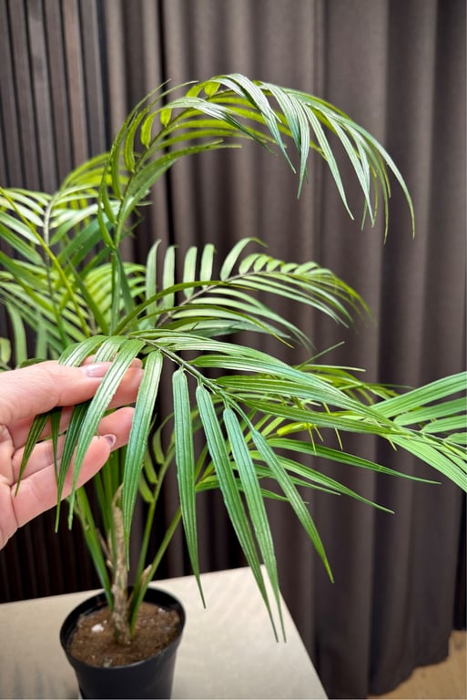 Palme plante  billede 3