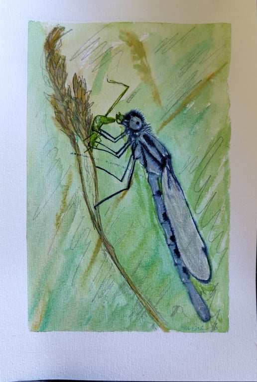 Ischnura elegans
