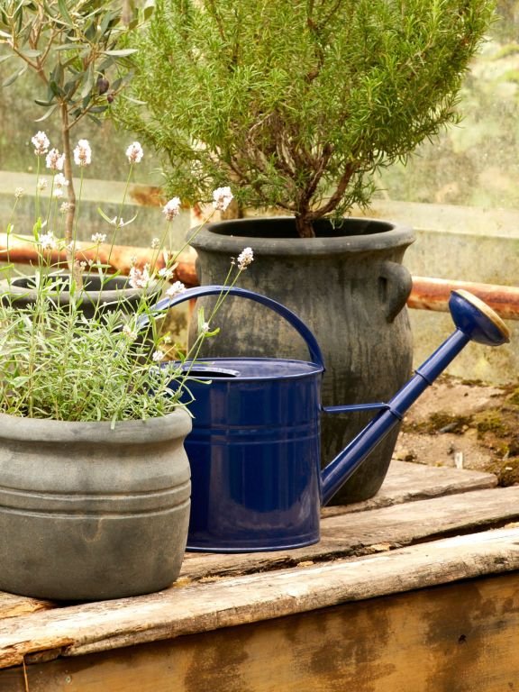 En blå vandkande placeret mellem to grå urtepotter med planter på et træbord i en have eller drivhus.