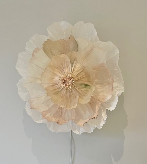 Stor, hvid blomst med mange lagde, sarte kronblade mod en lys væg. (1)