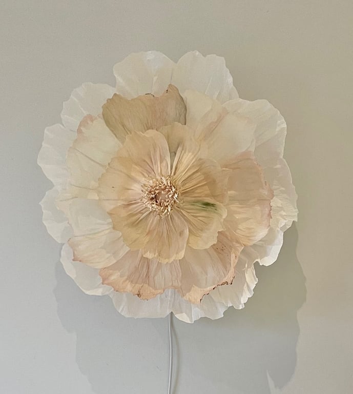 Stor, hvid blomst med mange lagde, sarte kronblade mod en lys væg.