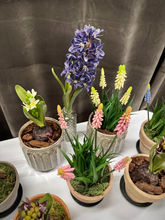 Hyacint blå billede 3