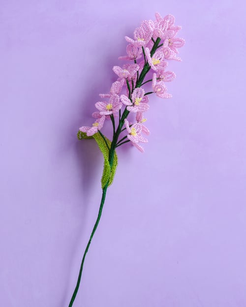 Lyserød perleblomst (3)
