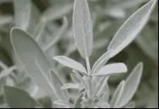 Hvid Salvie frø  Salvia Apiana