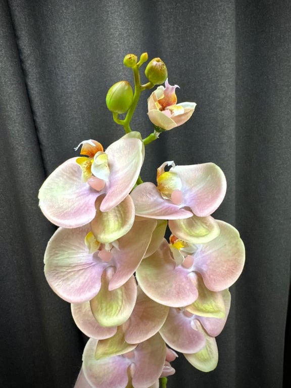 Orkidé stilk rosa billede 2