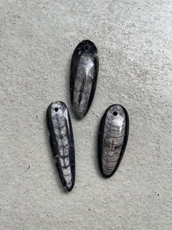 Orthoceras - Kvalitet A billede 6