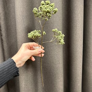 Grøn stilk  – produktbillede