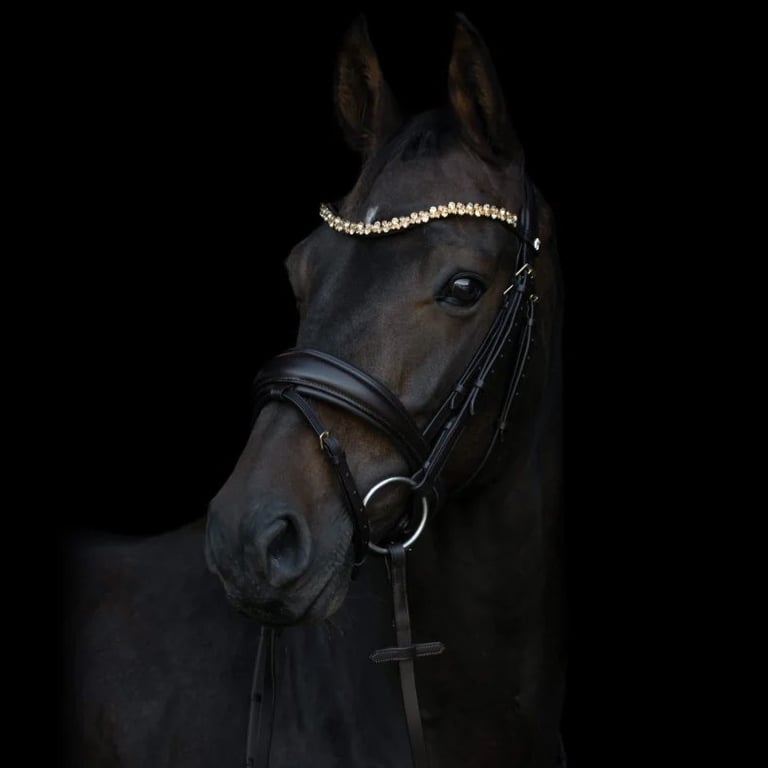 Sort hest med bling-pandelinje og sort træktøj mod sort baggrund.