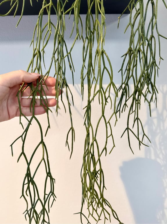 Phisalis hænge  billede 3