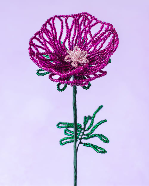 Mørk pink valmue (2)