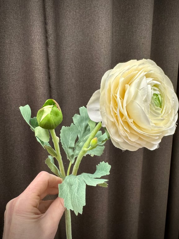 Ranunkel creme  billede 6