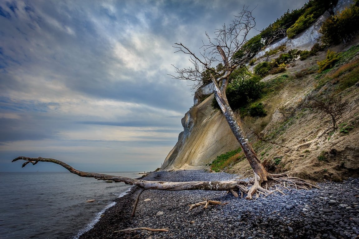 Møns klint set fra stranden med et forfaldent træ i forgrunden