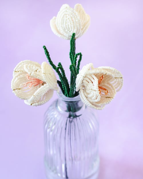 Hvid Krokus (5)