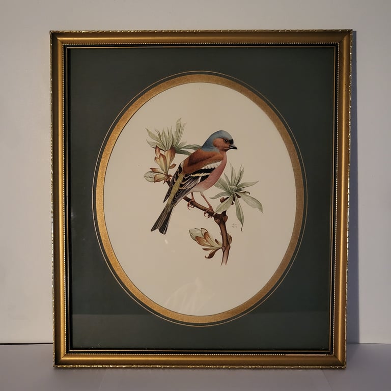 Vintage litografi af bogfinke i guldramme – John Murr, 1958