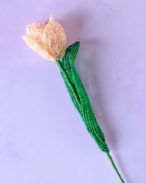 Tulipan