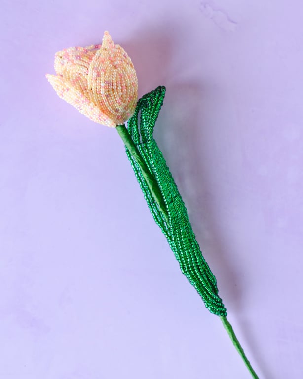 Tulipan