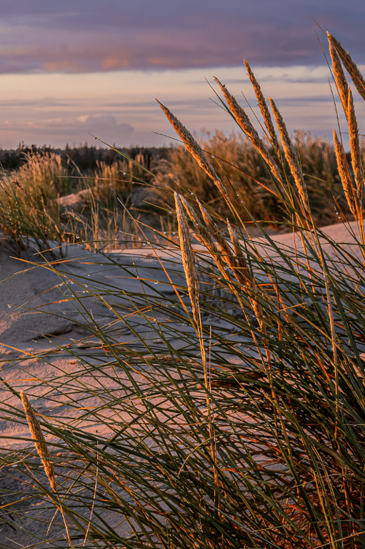 Morgendug på Råbjerg mile i Skagen lige efter solopgang