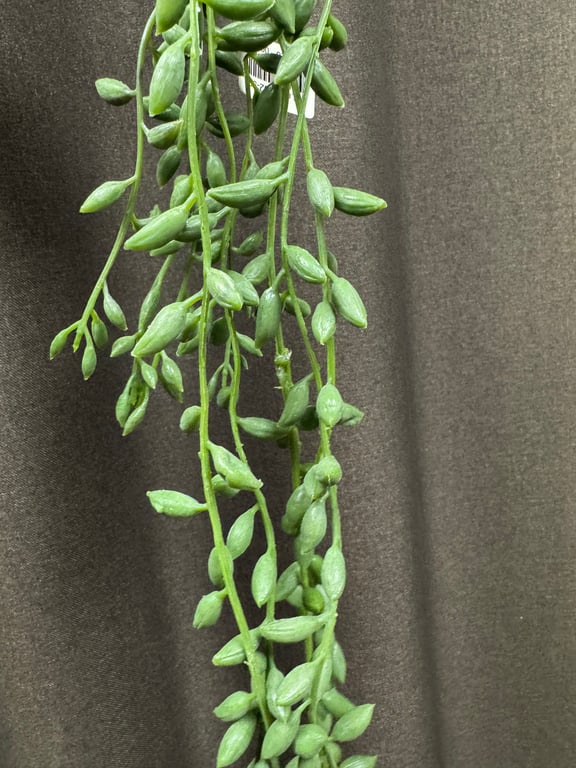 Grøn hænge ranke  billede 4