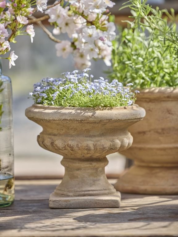Stenurne med små blå blomster på træbord, omgivet af grønne planter og blomstrende grene.