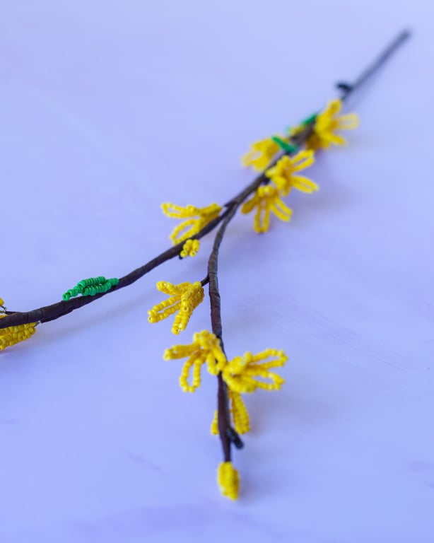 Forsythia billede 3
