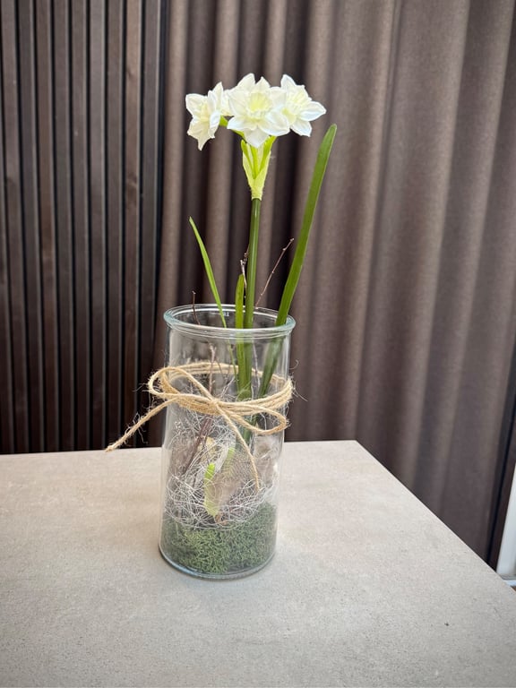 Narcisse i glas hvid stor 