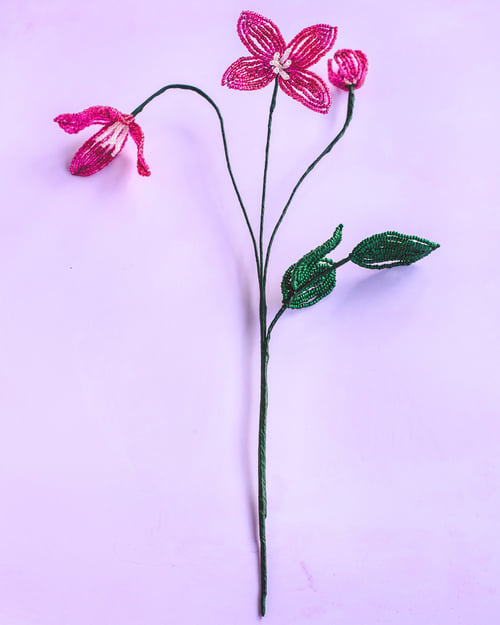 Pink klematis (3)