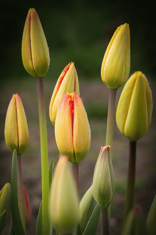 Smukke tulipaner med morgen dug_2