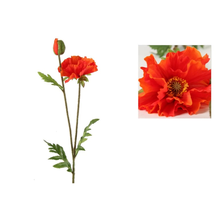 Rød valmue med to stængler, en knopp og en fuldt udsprunget blomst, samt close-up af blomst i højre hjørne.