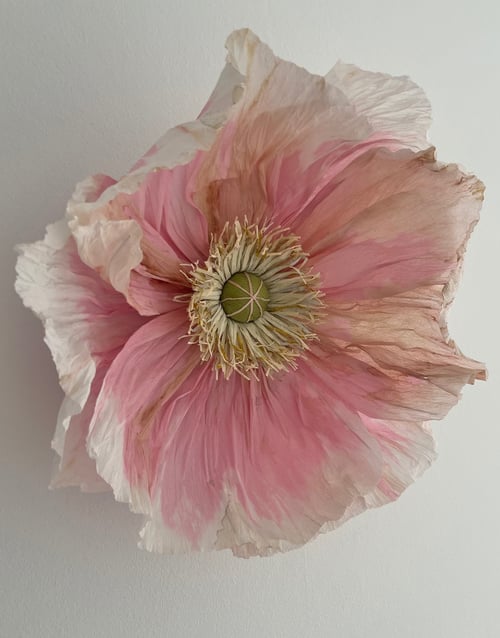 Vægblomst  (2)