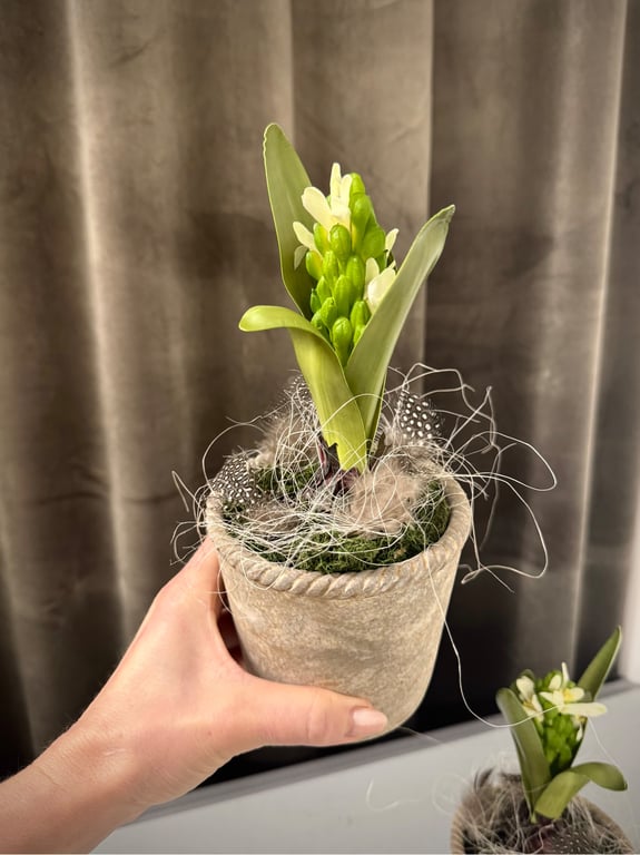 Deko med hyacint billede 3