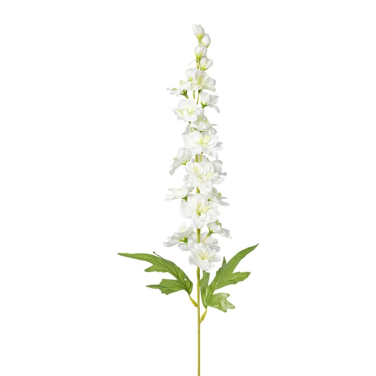 Hvid delphinium blomst med grønne blade på hvid baggrund.