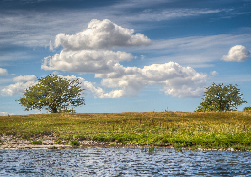 Maderne ved Præstø fjord en smuk sommerdag 