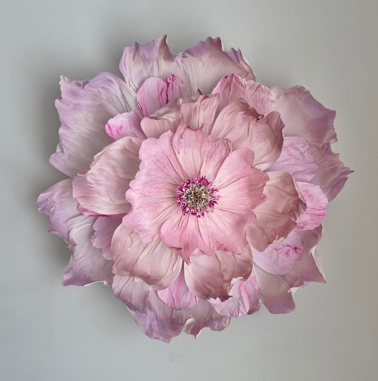 En detaljepræget tæt udsnit af en lyserød blomst med flere lag bløde, bølgede kronblade mod en neutral baggrund.