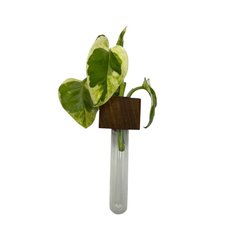 Magnetisk stiklingeholder af amerikansk valnøddetræ, håndlavet