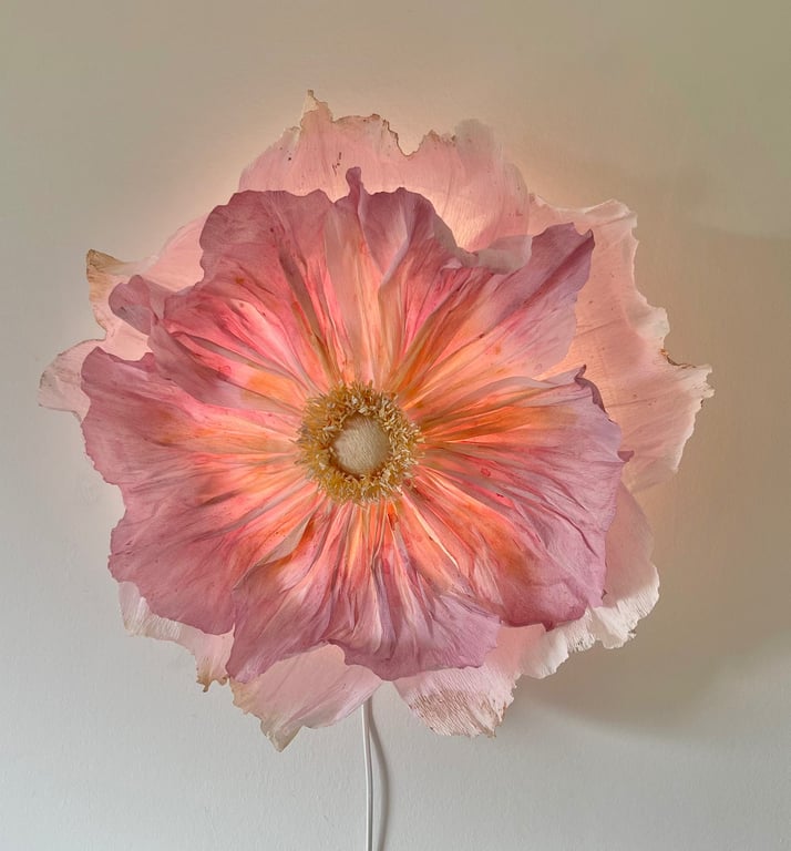 Stor, lyserød blomst med sarte kronblade, der lyser blødt op mod en hvid væg.